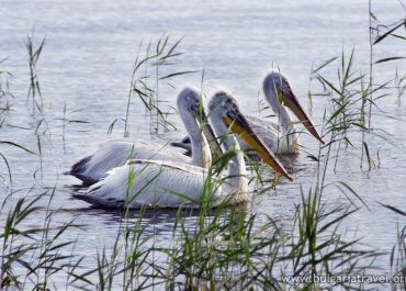 Three white pelicans swimming near tall grass in the water.