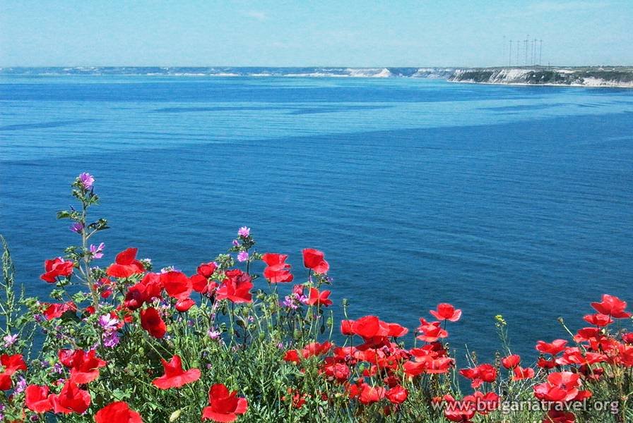 Red poppies bloom on the cliffs of Kavarna