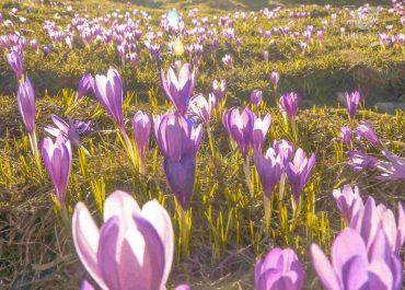Crocus flowers blooming amidst mountainous terrain.