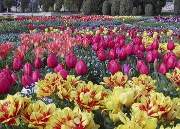 A vibrant field of colorful flowers blooming under the bright sun, creating a picturesque and serene landscape.